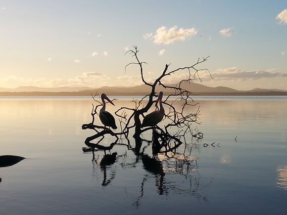 Pelicans At Mungo Brush