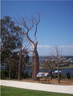 Baobab Tree
