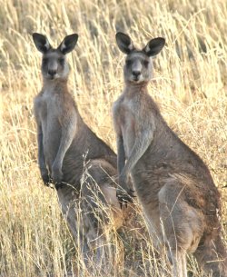 Twin Roos