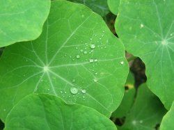 Winter Dew
