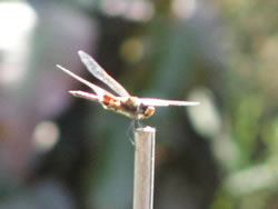 Another Polle Danceing Draganfly