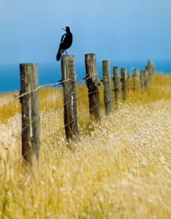 Bird On A Wire