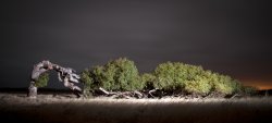 Leaning Tree At Greenough (night Time Shot)