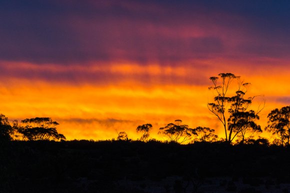 Mallee Sunset