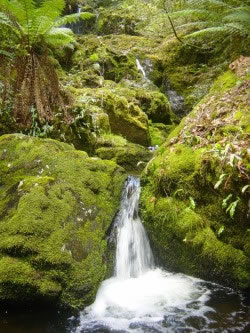 Forest Creek