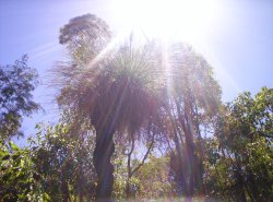 Blinding Rays