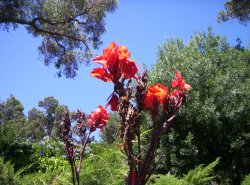 Flowers Of Fire