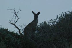 Curious Kangaroo