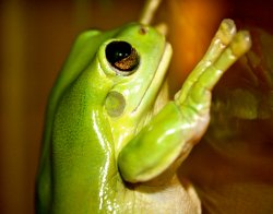 Green Tree Frog