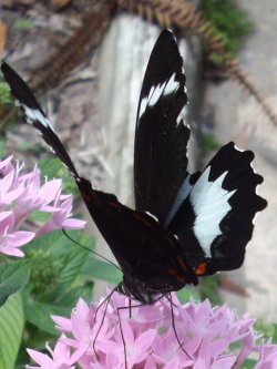 Butterfly On On Pink Flower