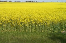 Canola Crop