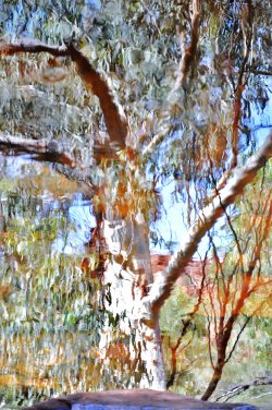 Water Reflections Of A Ghost Gum