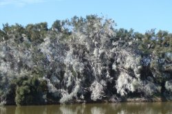 Dongara Irwin River Trees With Bird Poop