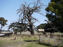 Old Dead Tree
