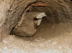 A Wombat Sleeping