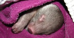 Another Of Our Orphaned Wombies. 