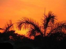 Palm Trees At The Time Of Sunset