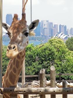 Giraff At The Zoo