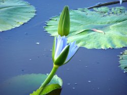 Waterlily