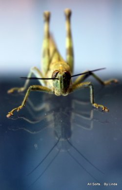 Grass Hopper