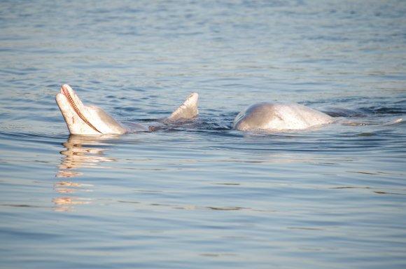 2 Wild Dolphins Social Blushing 