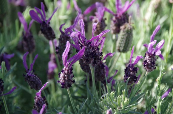 Lavender Garden