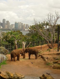 Elephants