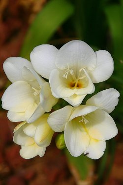 Freesias