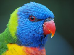 Rainbow Lorikeet