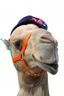 Aussie Camel
