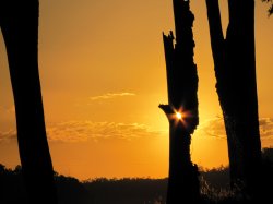 Sunset Tree Stump