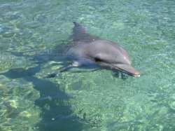 Dolphins At Sea World
