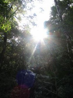 Sun Thru The Trees