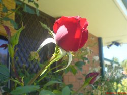 Budding Rose
