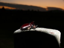 Rhyno Beetle