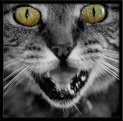 ...mums Cat...