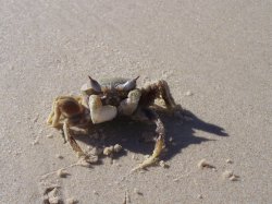 Duncan The Crab