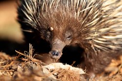 Echidna Close Up