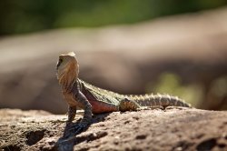 Lizard Curiosity