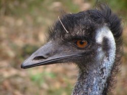 The Elegant Emu