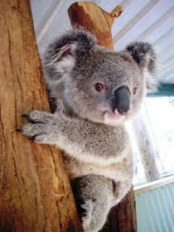 Sweet Koala