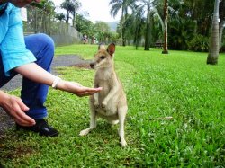 Feeding A Kangaroo