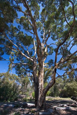Gum Tree