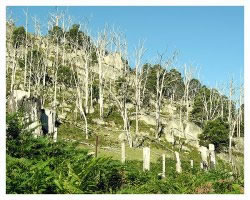 Tenterfield Trees