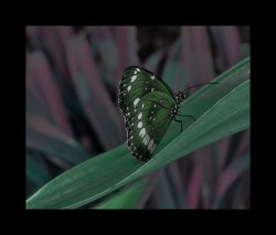 Butterfly Framed