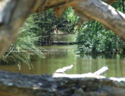 Cedar Creek Through A Tree