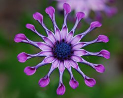 Ferris Wheel Flower