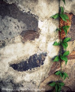 A Vine Going Down The Brick Wall