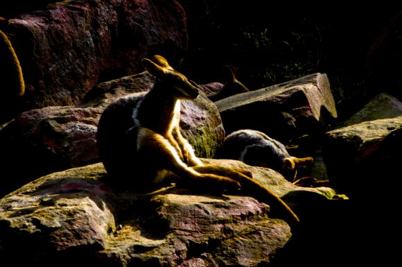 Kangaroo Rock