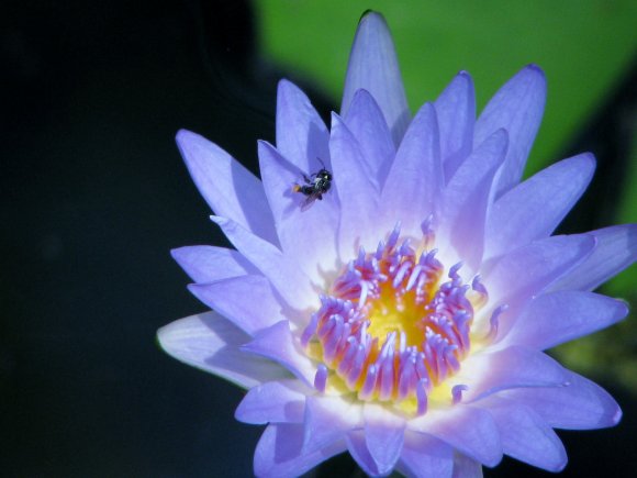 Native Bee On A Lilly
